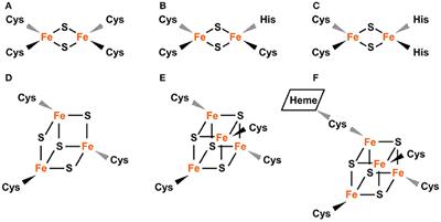 Frontiers Assembly And Transfer Of IronSulfur Clusters In The Plastid